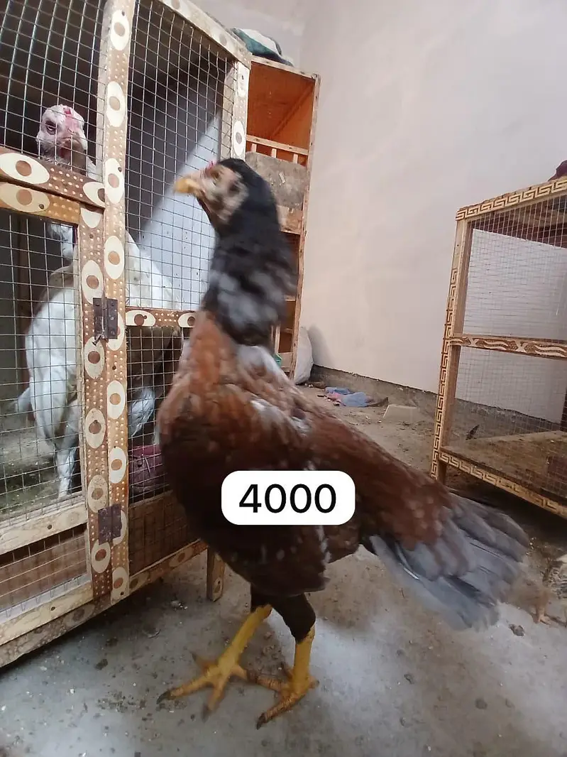 Aseel chicks, murgi or murga for Sale — photo 4