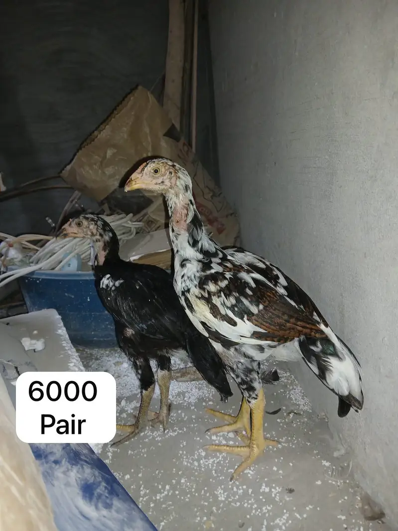 Aseel chicks, murgi or murga for Sale — photo 5