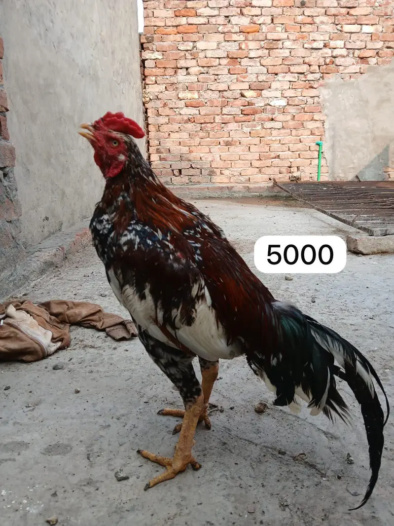Aseel chicks, murgi or murga for Sale — photo 6