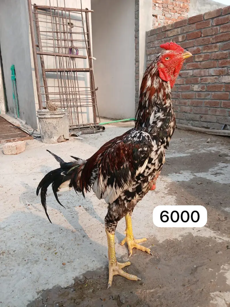 Aseel chicks, murgi or murga for Sale — photo 7