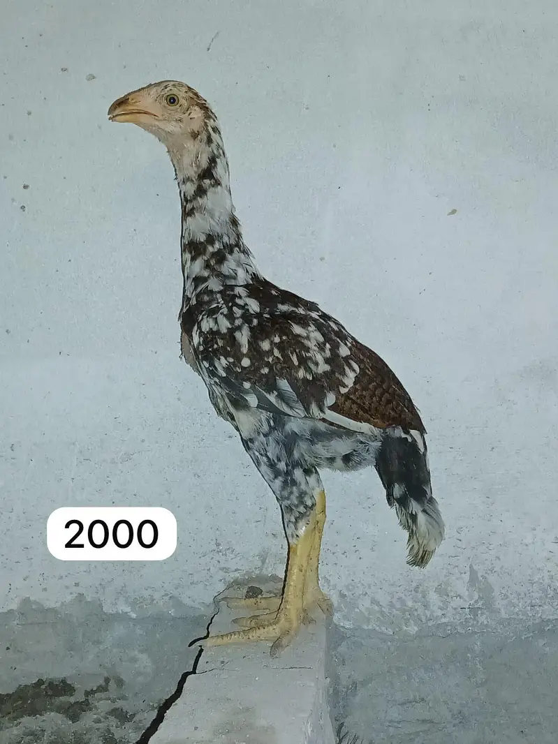 Aseel chicks, murgi or murga for Sale — photo 8