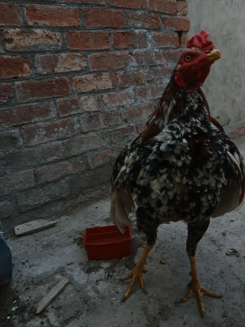 Aseel chicks, murgi or murga for Sale — photo 10