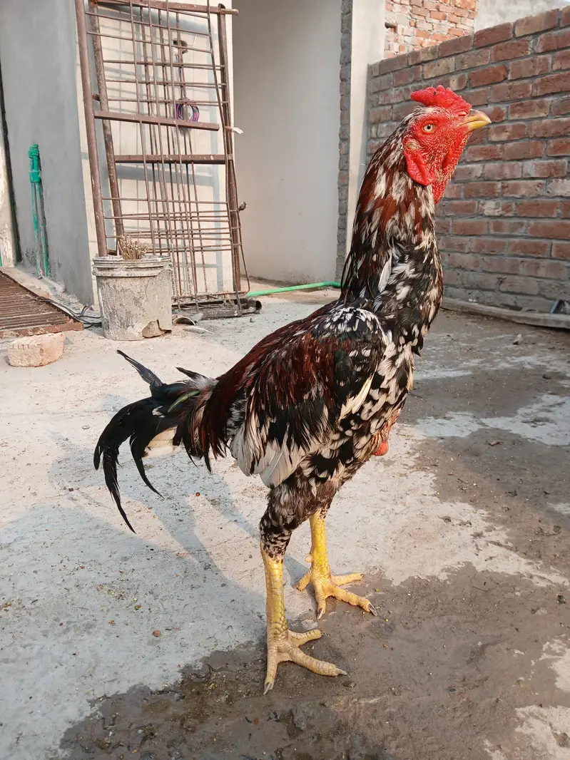 Aseel chicks, murgi or murga for Sale — photo 11
