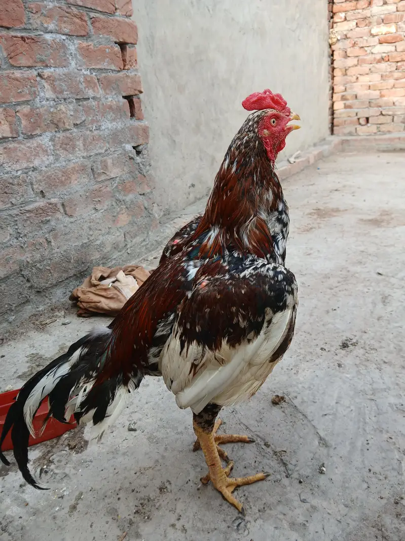 Aseel chicks, murgi or murga for Sale — photo 12