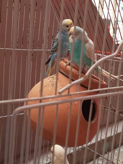 Bajri parrot