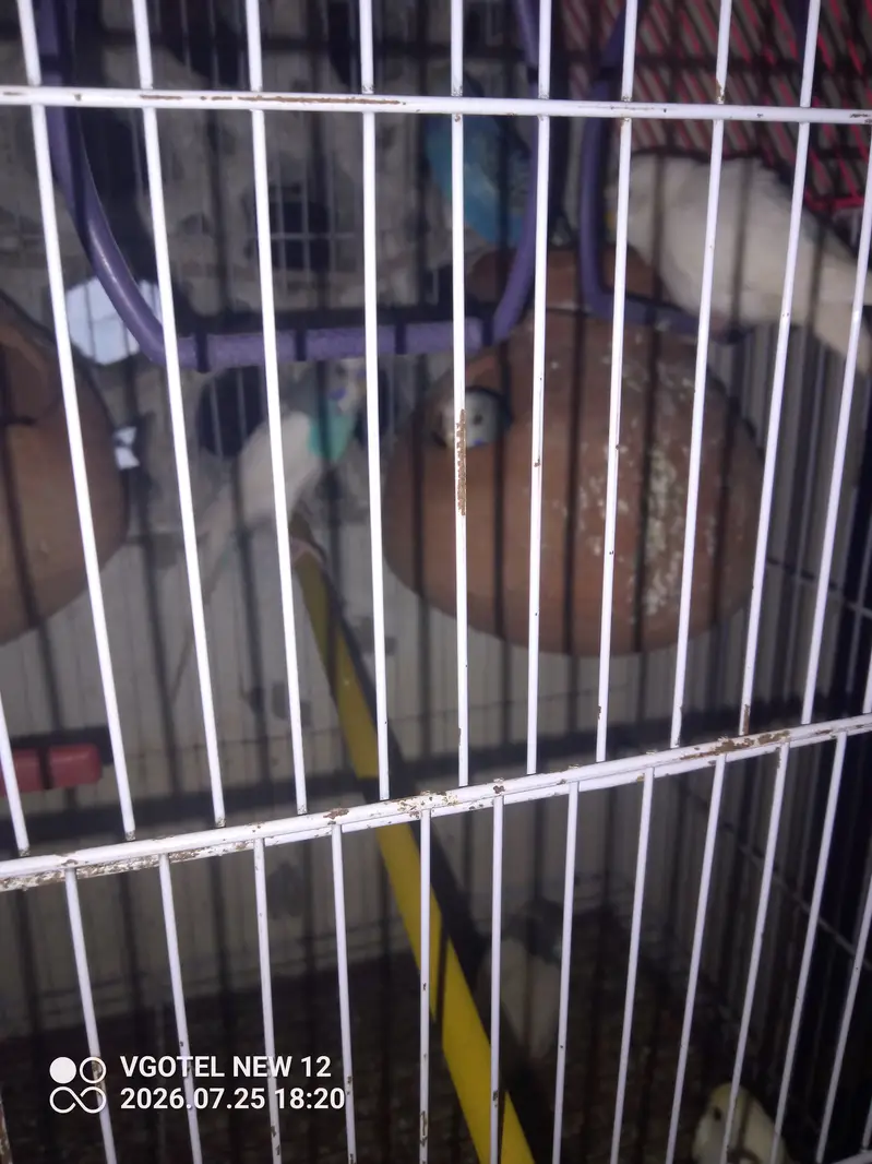 Bajri parrot — photo 2