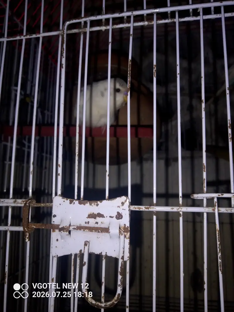 Bajri parrot — photo 3