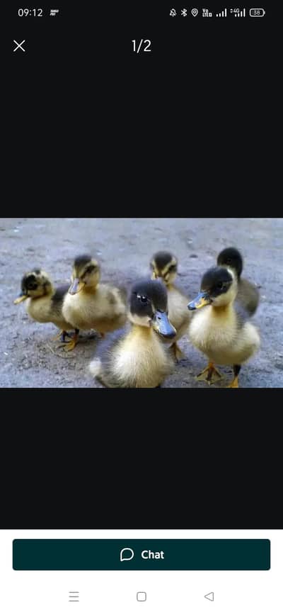 duck chicks