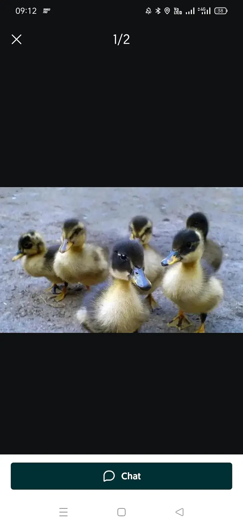 duck chicks