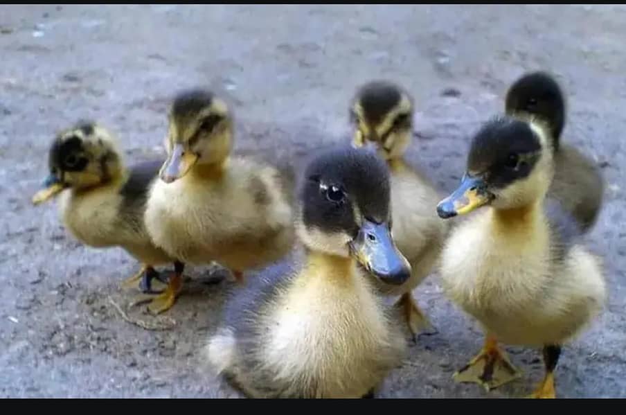 duck chicks 1
