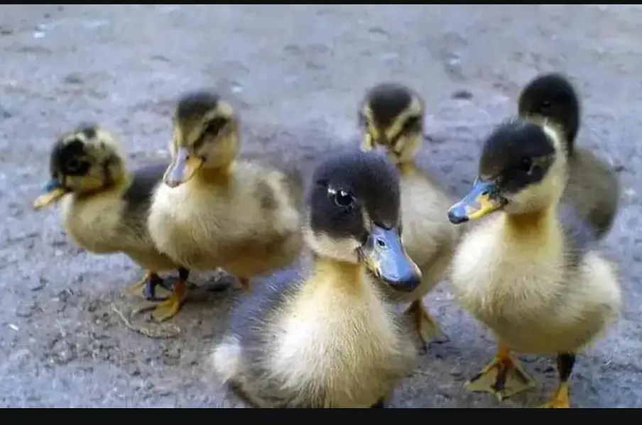 duck chicks — photo 2