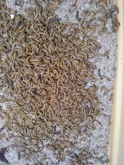  FARMERS DEAL: 50-60KG Mealworms Lot | Rs2000/KG - Clearance Price