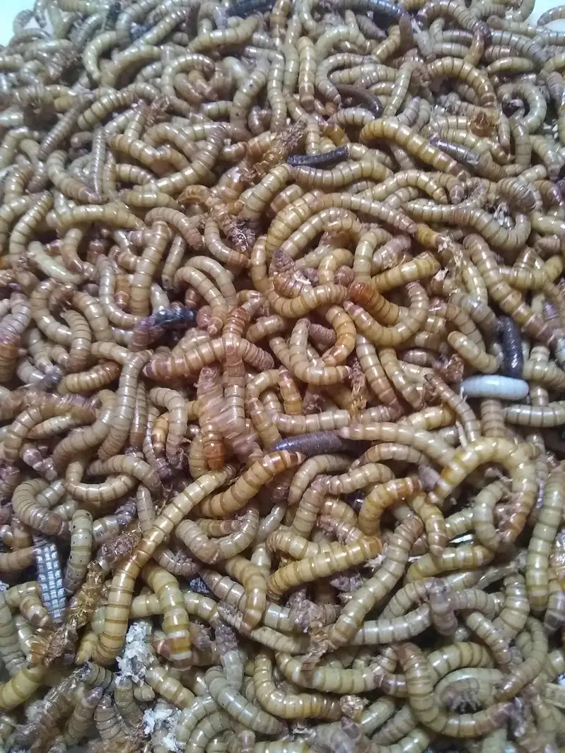  FARMERS DEAL: 50-60KG Mealworms Lot | Rs2000/KG - Clearance Price — photo 2