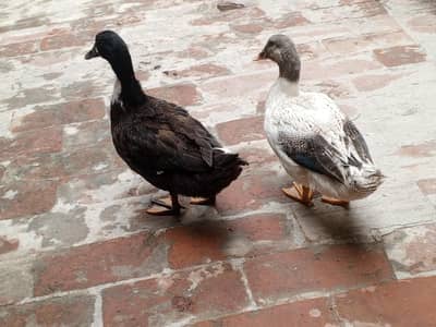 Pair of Duck