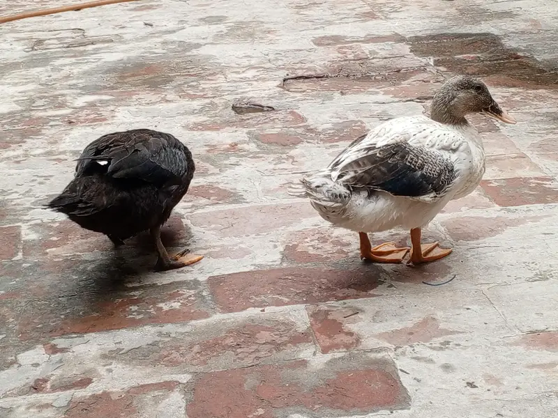 Pair of Duck — photo 2