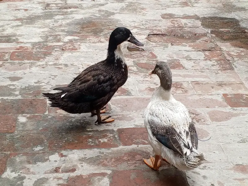 Pair of Duck — photo 3