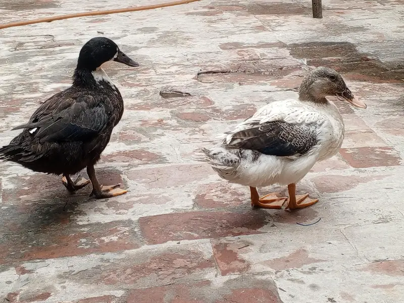 Pair of Duck — photo 4