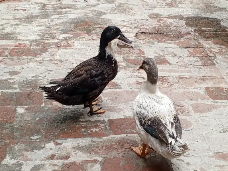 Pair of Duck — photo 5