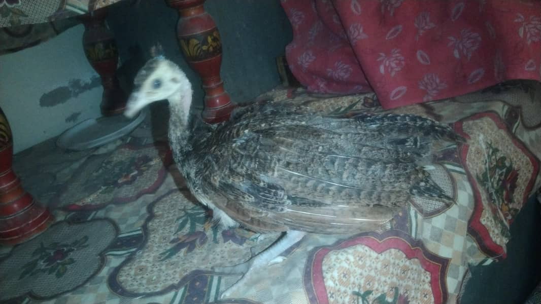 peacock  0