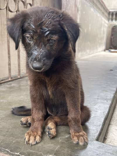 Belgian Shepherd Puppy available
