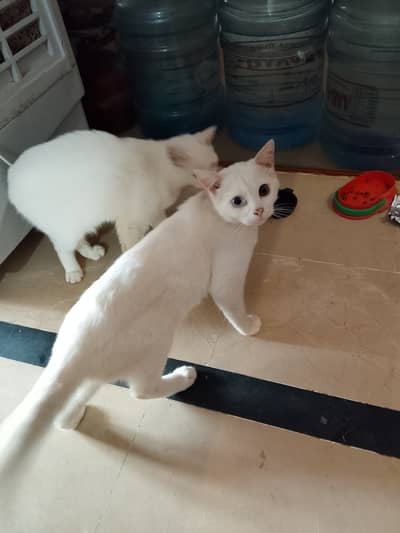 Beautiful pair of person cats mobile # 03338581606
