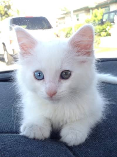 blue eyes active cute make kitten