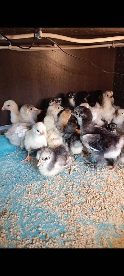 bantam | fancy chicks | heavy buff | polish 03096360200