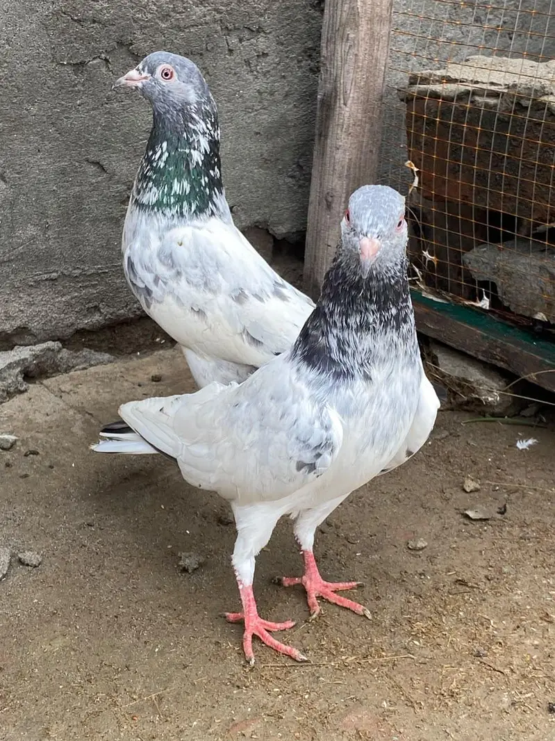 3 jory hn reuslted for sale — photo 4