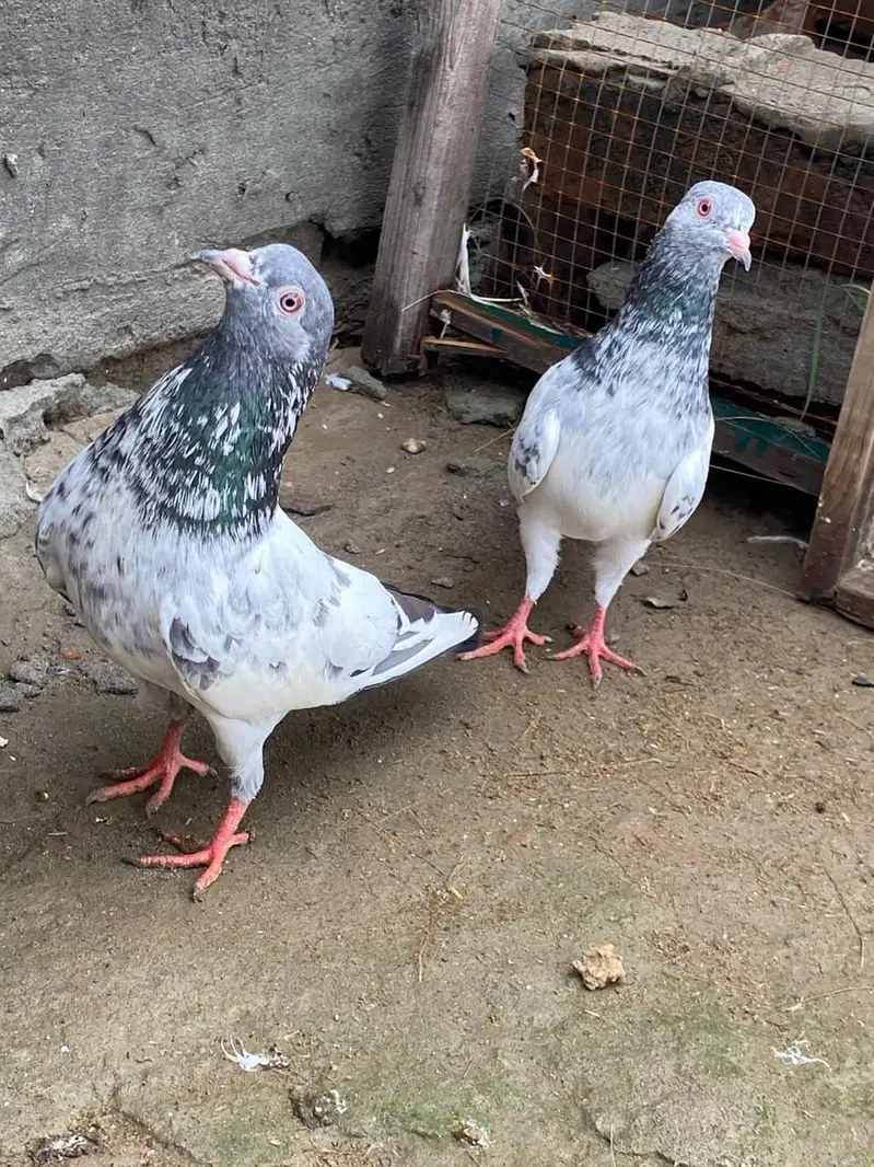 3 jory hn reuslted for sale — photo 5