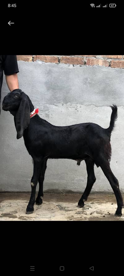 breeder male ambarsari