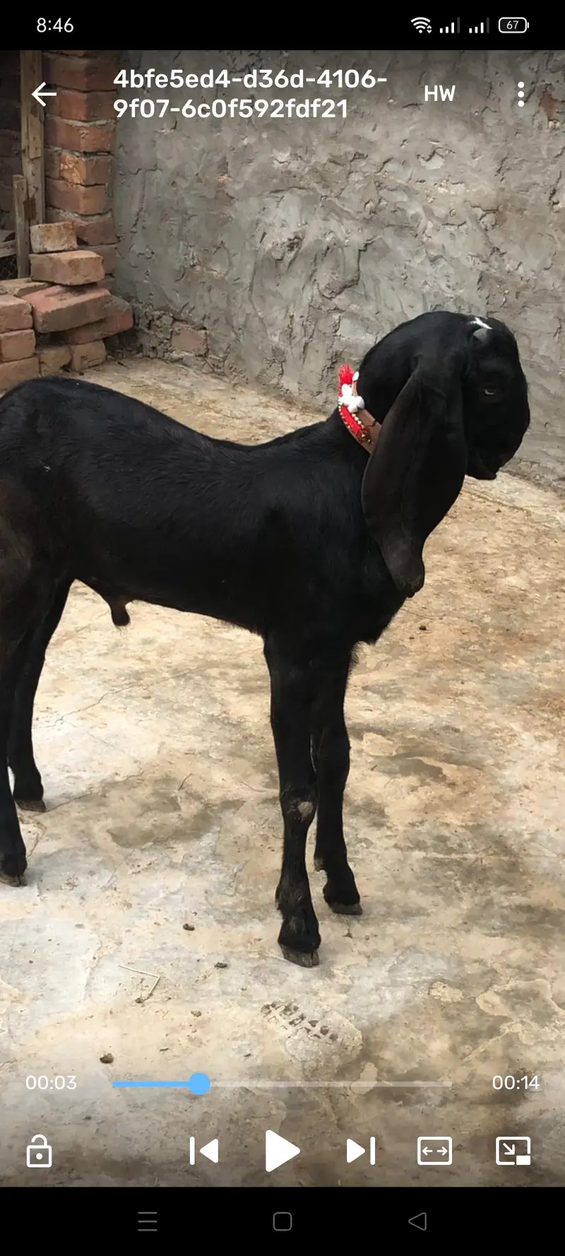 breeder male ambarsari — photo 2