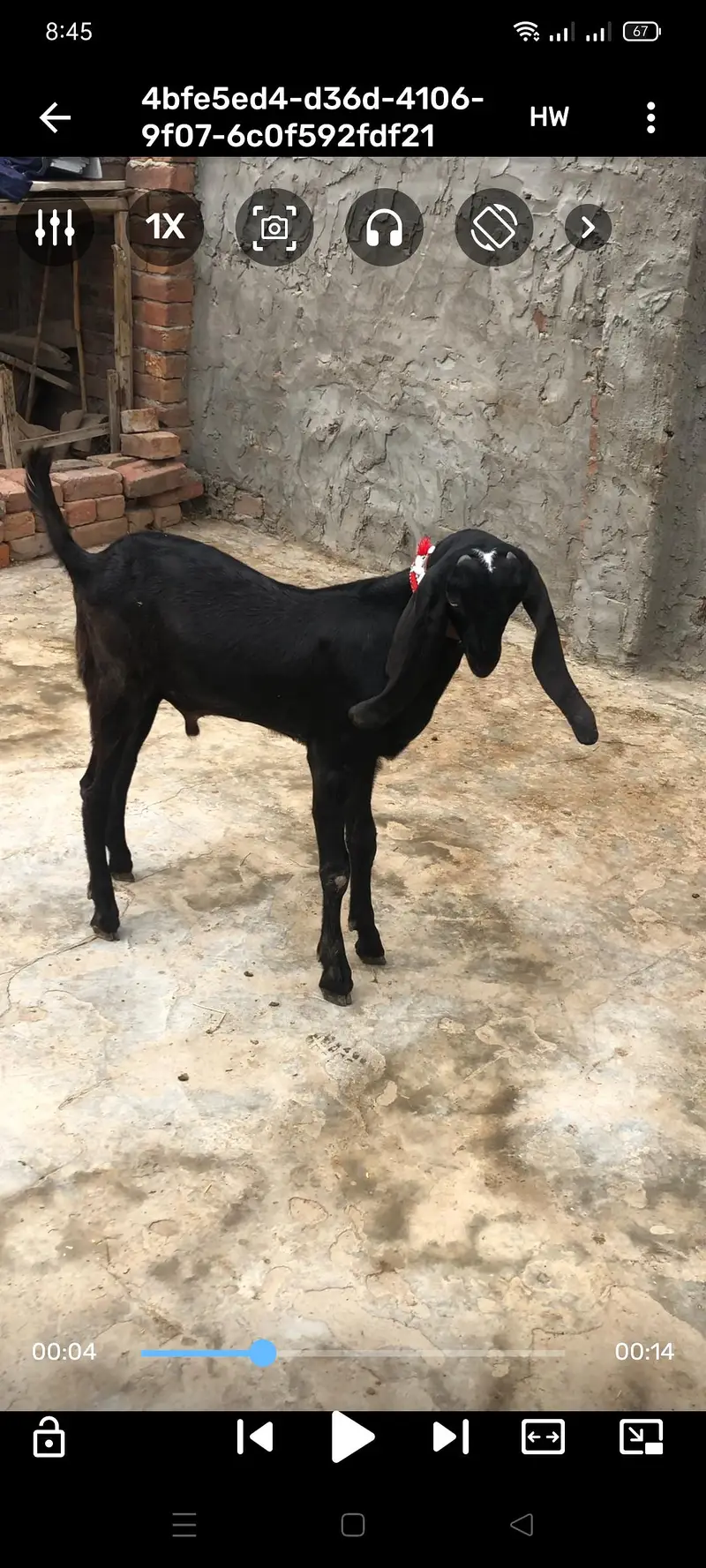 breeder male ambarsari — photo 3