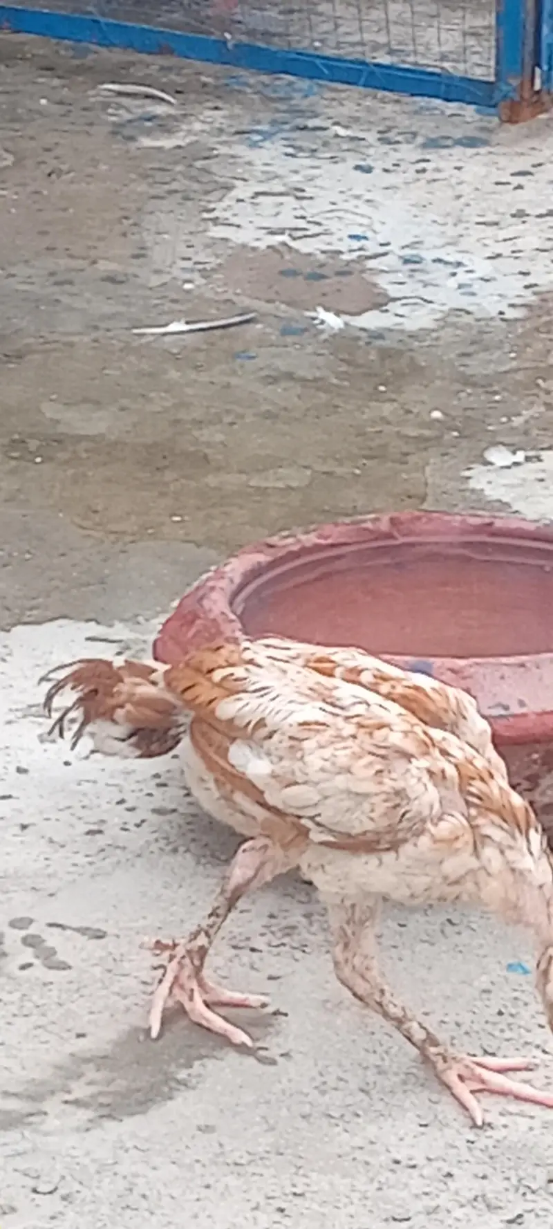 Aseel chick full active pair home breed — photo 3