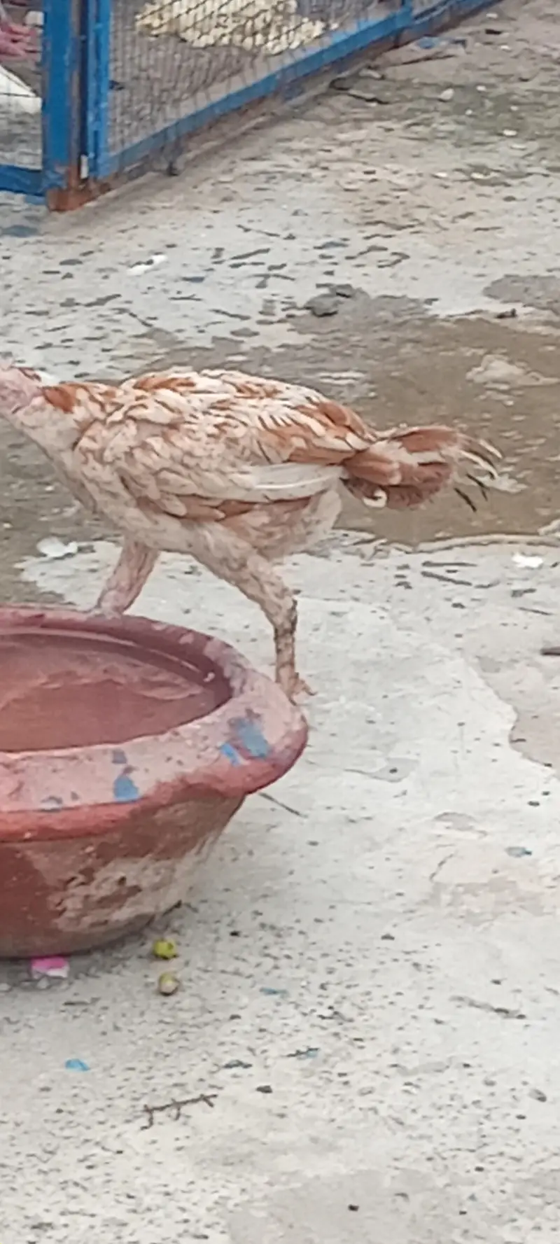 Aseel chick full active pair home breed — photo 4