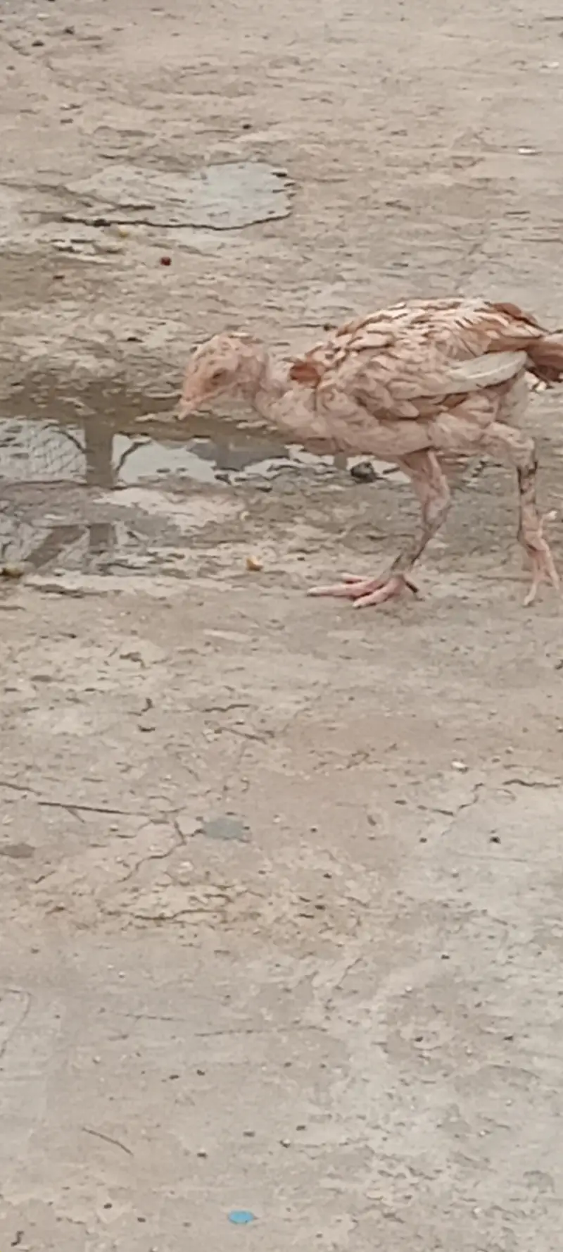 Aseel chick full active pair home breed — photo 5