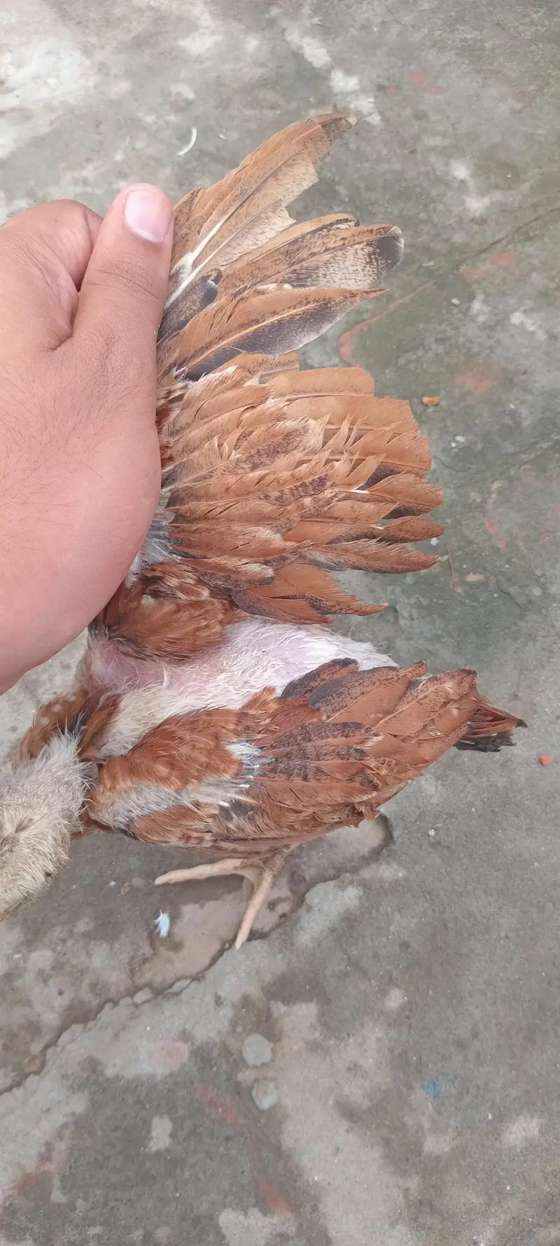 Aseel chick full active pair home breed — photo 6
