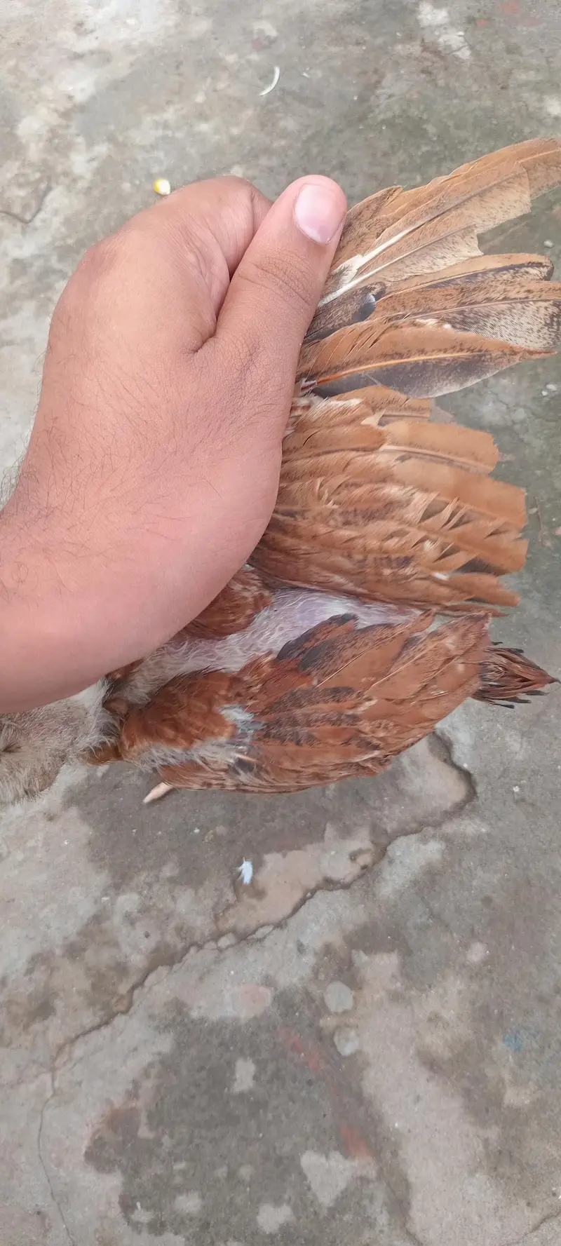 Aseel chick full active pair home breed — photo 7