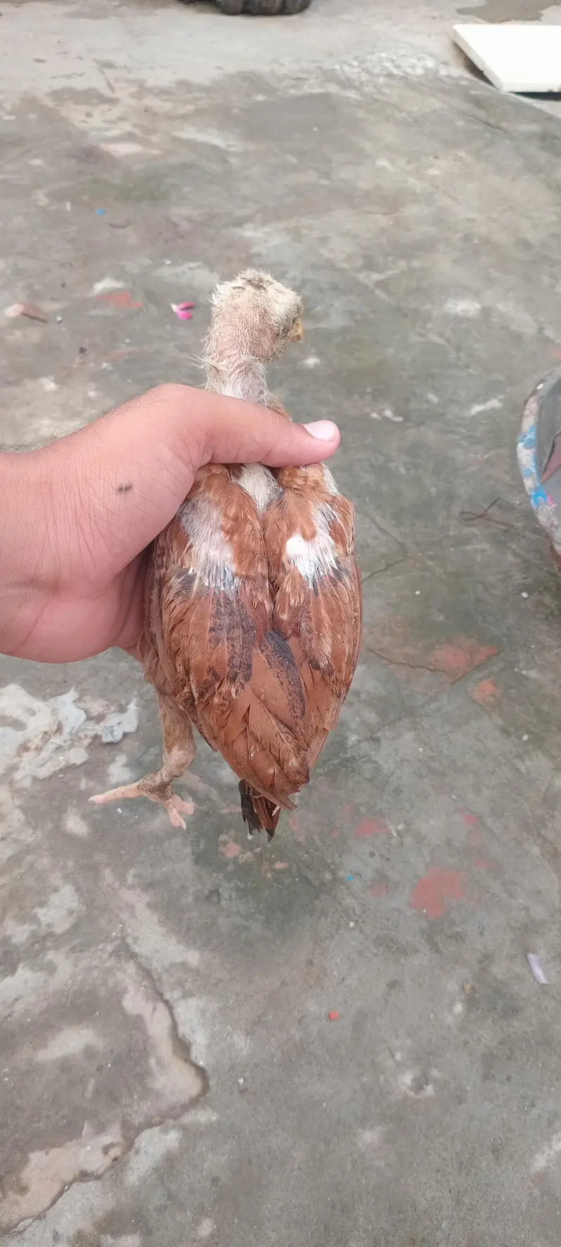 Aseel chick full active pair home breed — photo 8