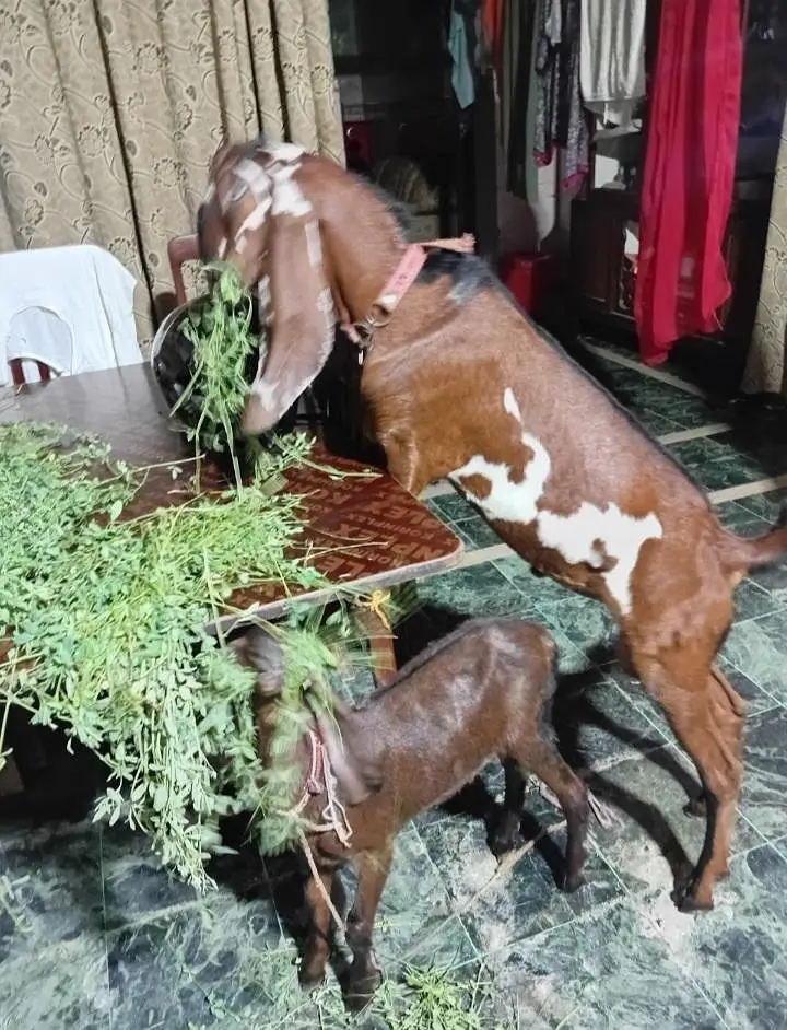nagra betal — photo 8