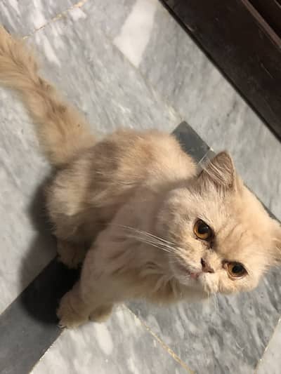 Persian cat for sale