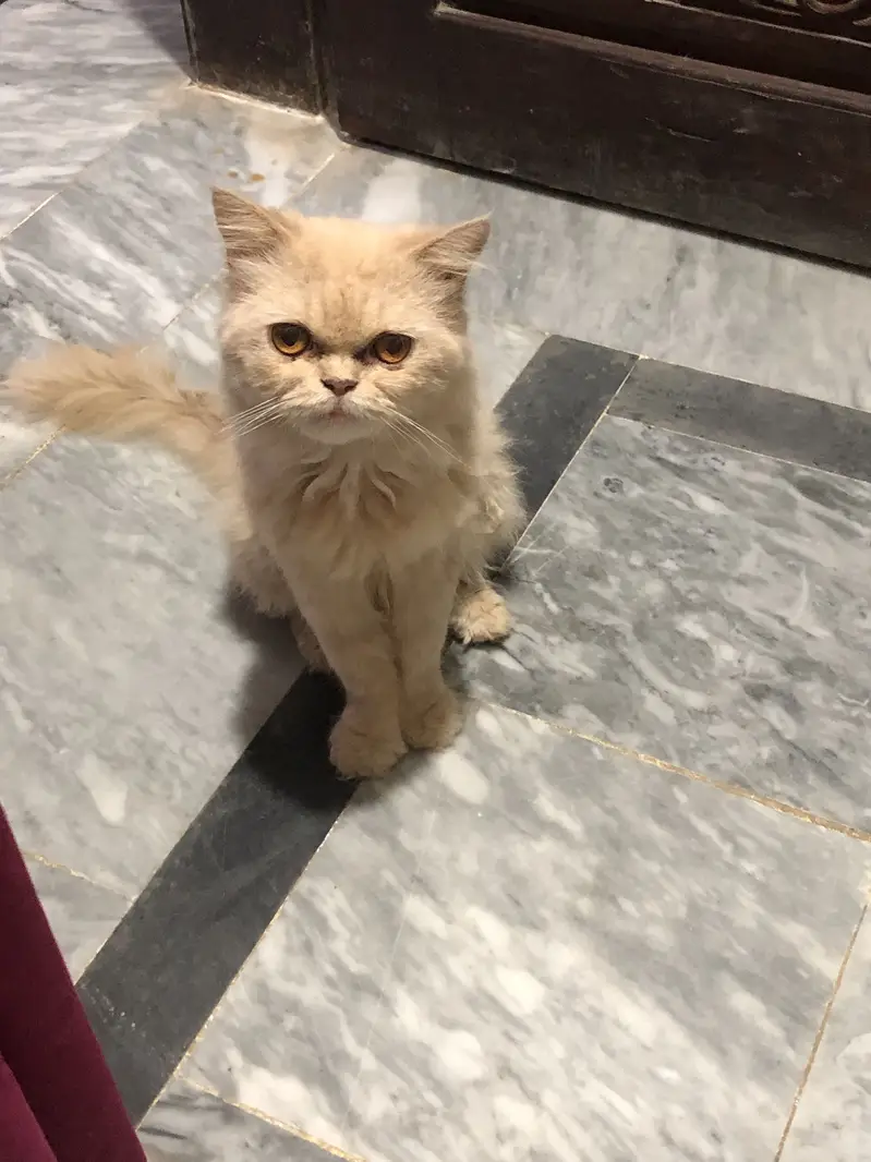 Persian cat for sale — photo 2