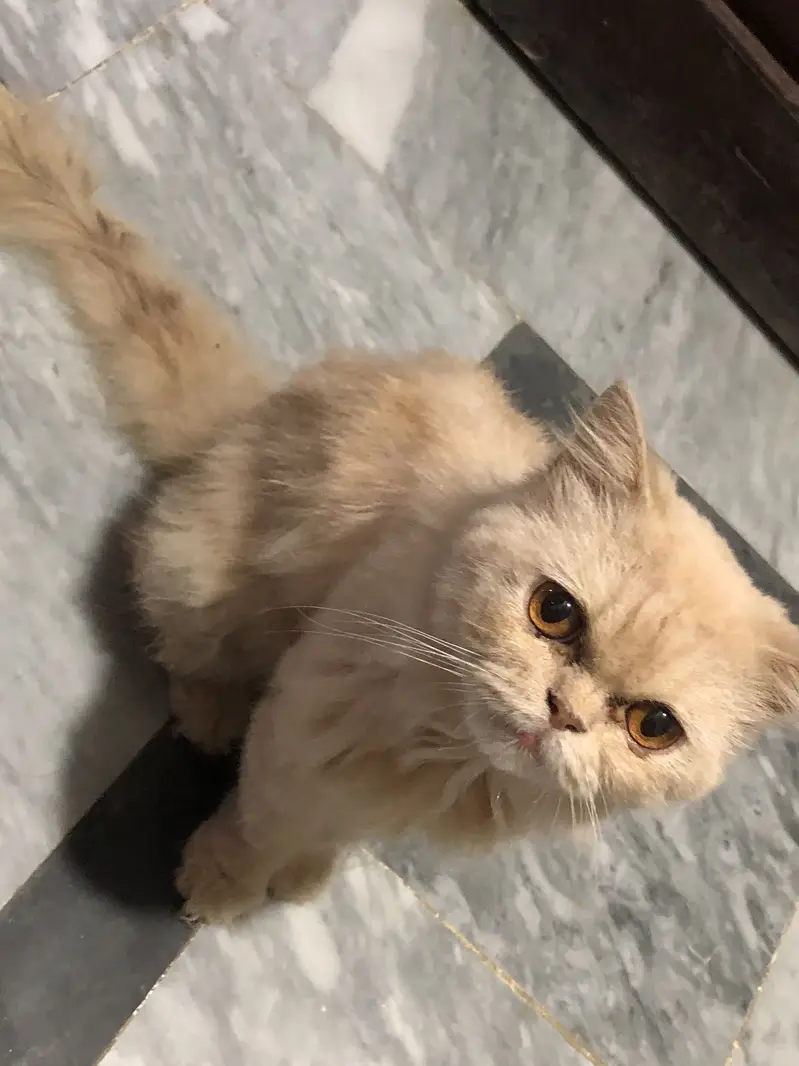 Persian cat for sale — photo 3