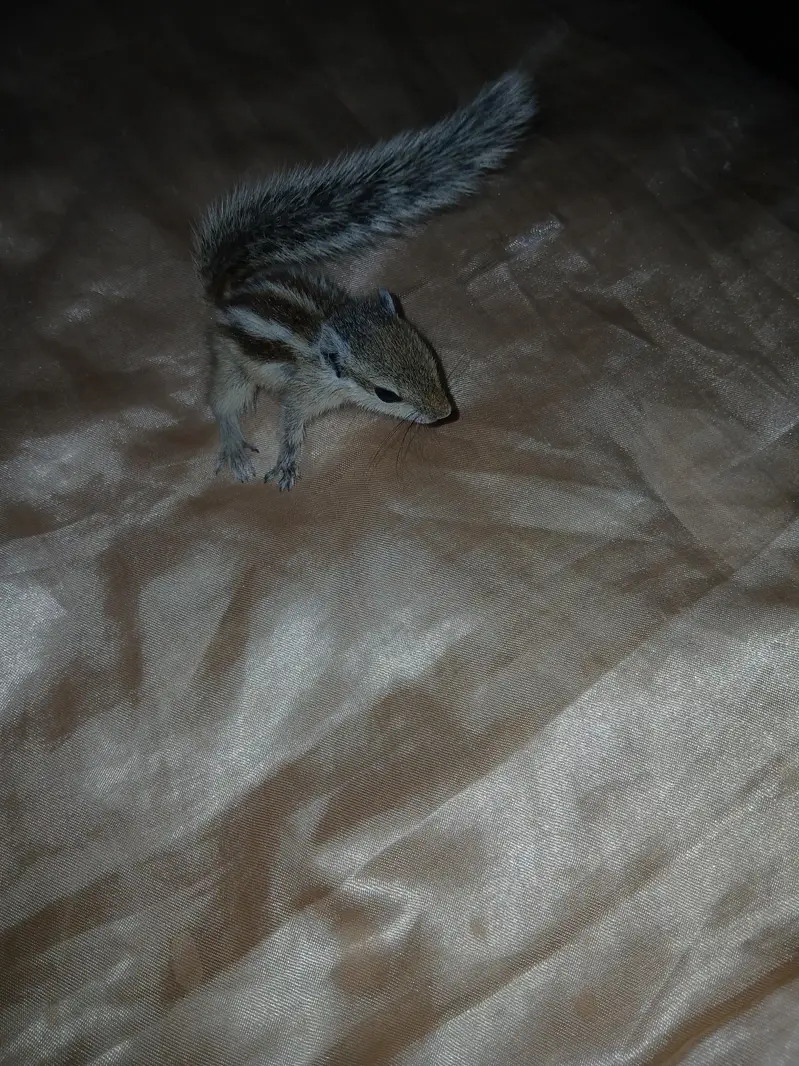 tamed — photo 2