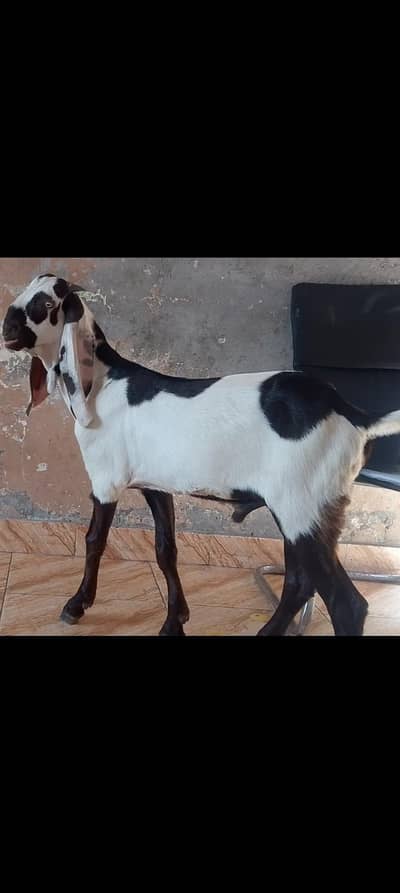Qurbani 2027 k Liye ablk beauty 03008090119