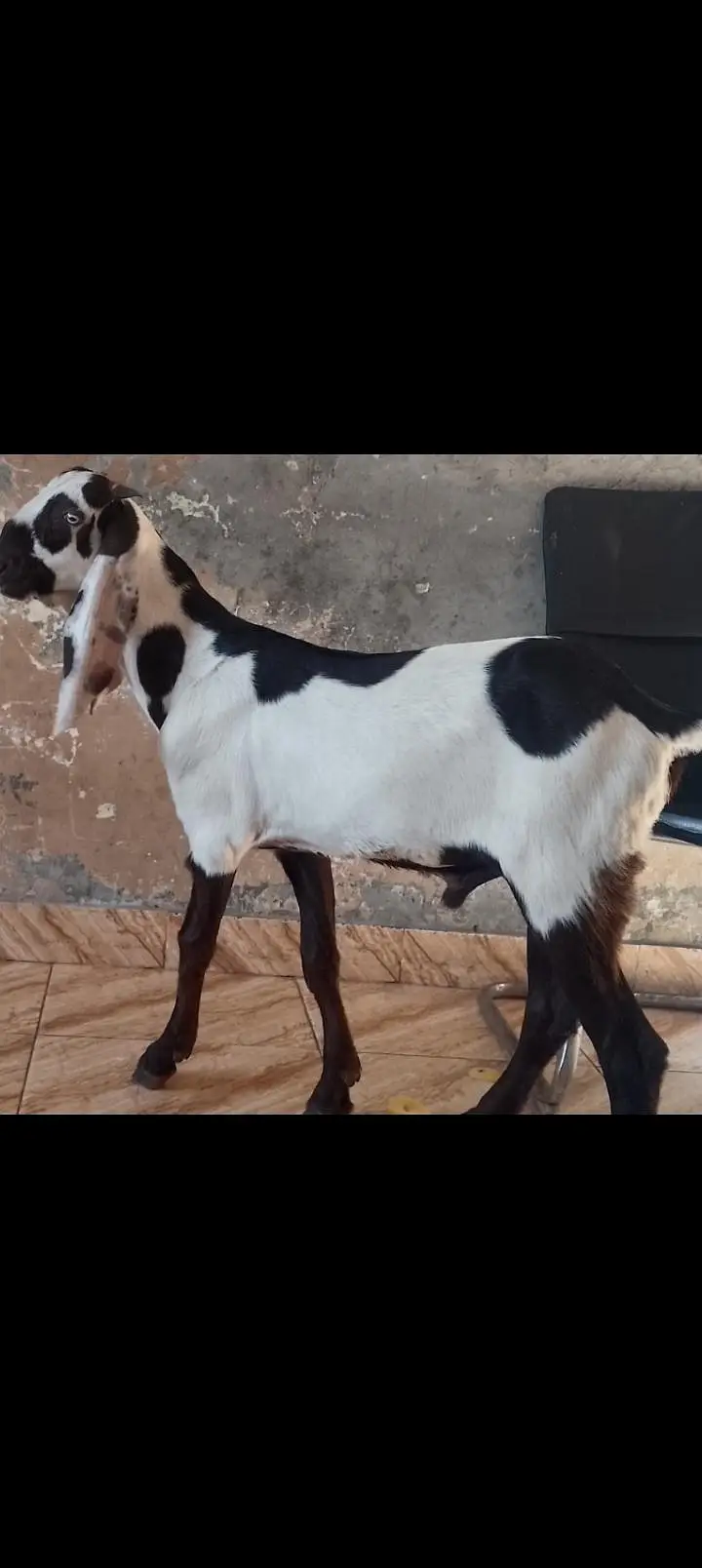Qurbani 2027 k Liye ablk beauty 03008090119 — photo 2