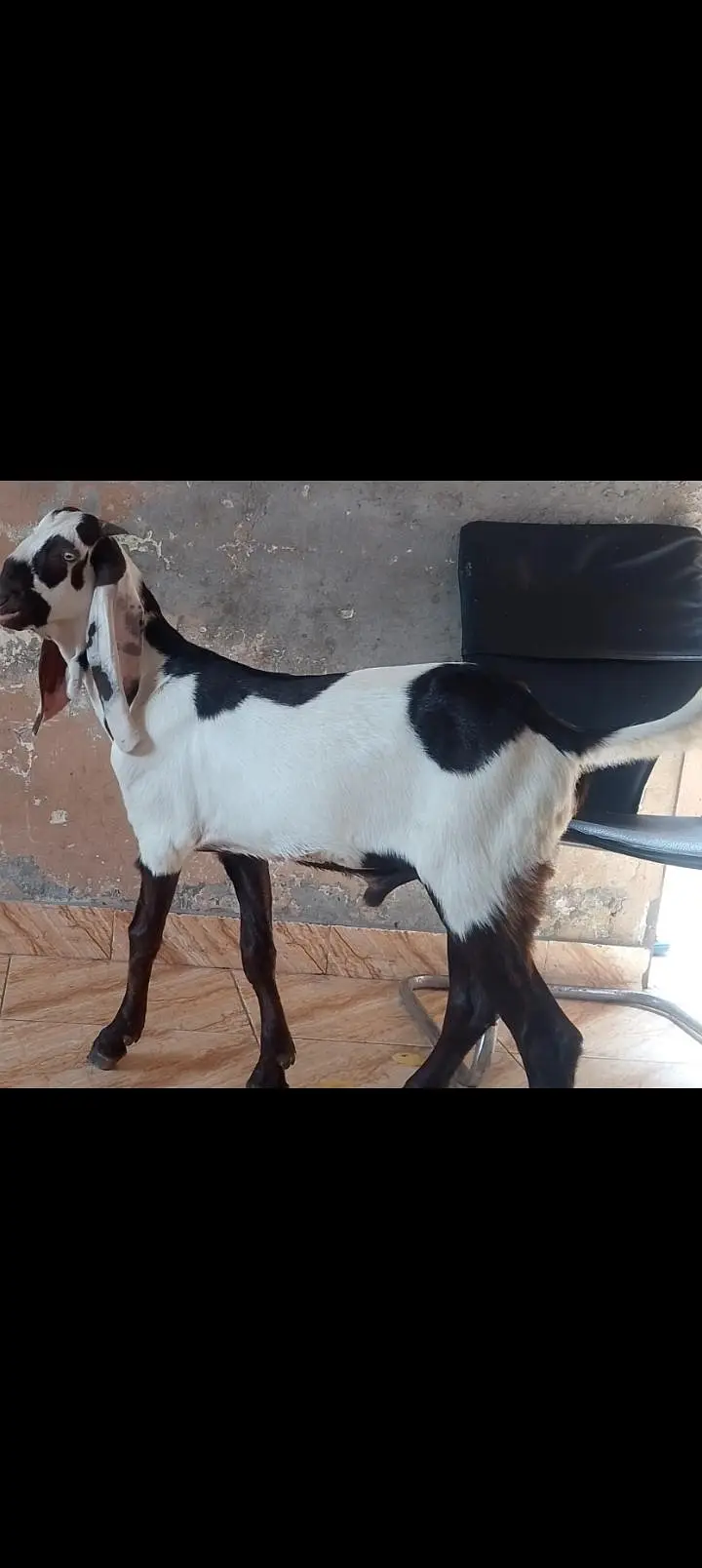 Qurbani 2027 k Liye ablk beauty 03008090119 — photo 3