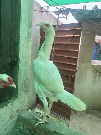 Heera Aseel Hens Females ( 03204661930 )