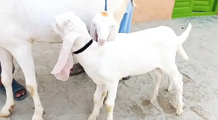 2 bacchon wali bakri gulabi for sale call+03233005470 — photo 2