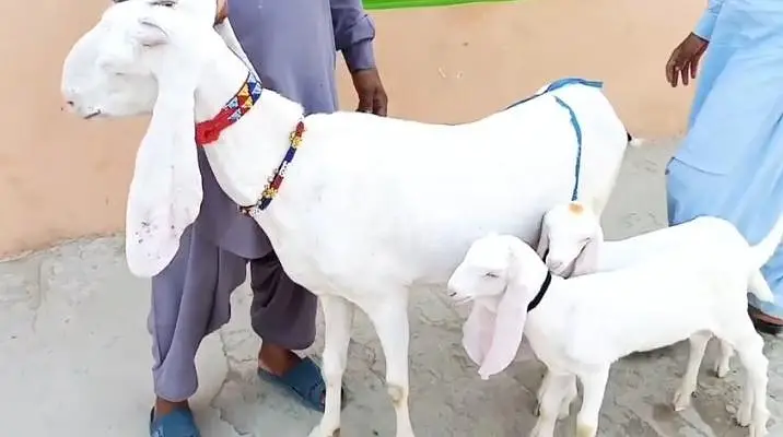 2 bacchon wali bakri gulabi for sale call+03233005470 — photo 3
