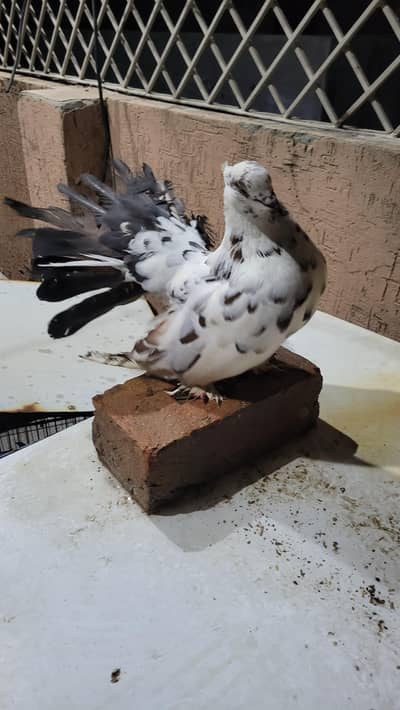 male laka